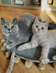 Saveplace® Round Pet Mat - Various Colors BIG PomPom, 2 Sizes Grey Chaos