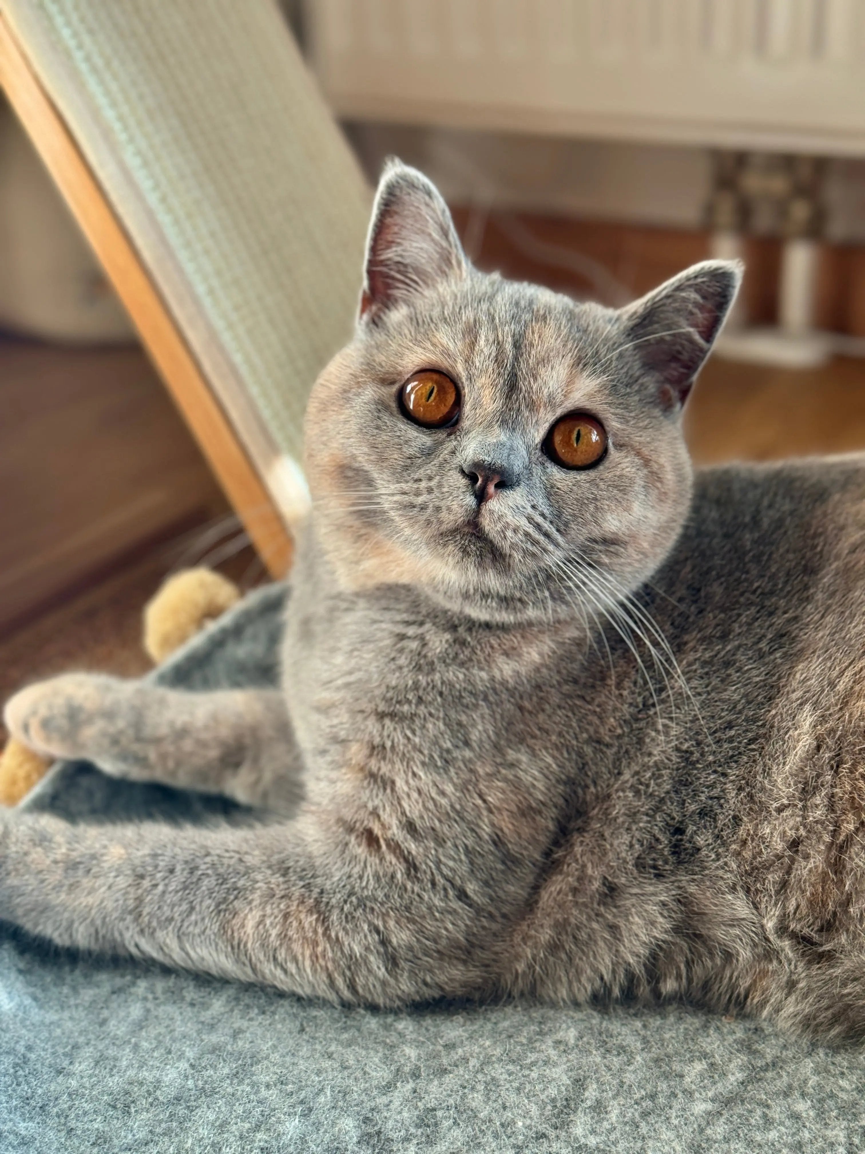 Saveplace® Round Pet Mat - Various Colors BIG PomPom, 2 Sizes Grey Chaos