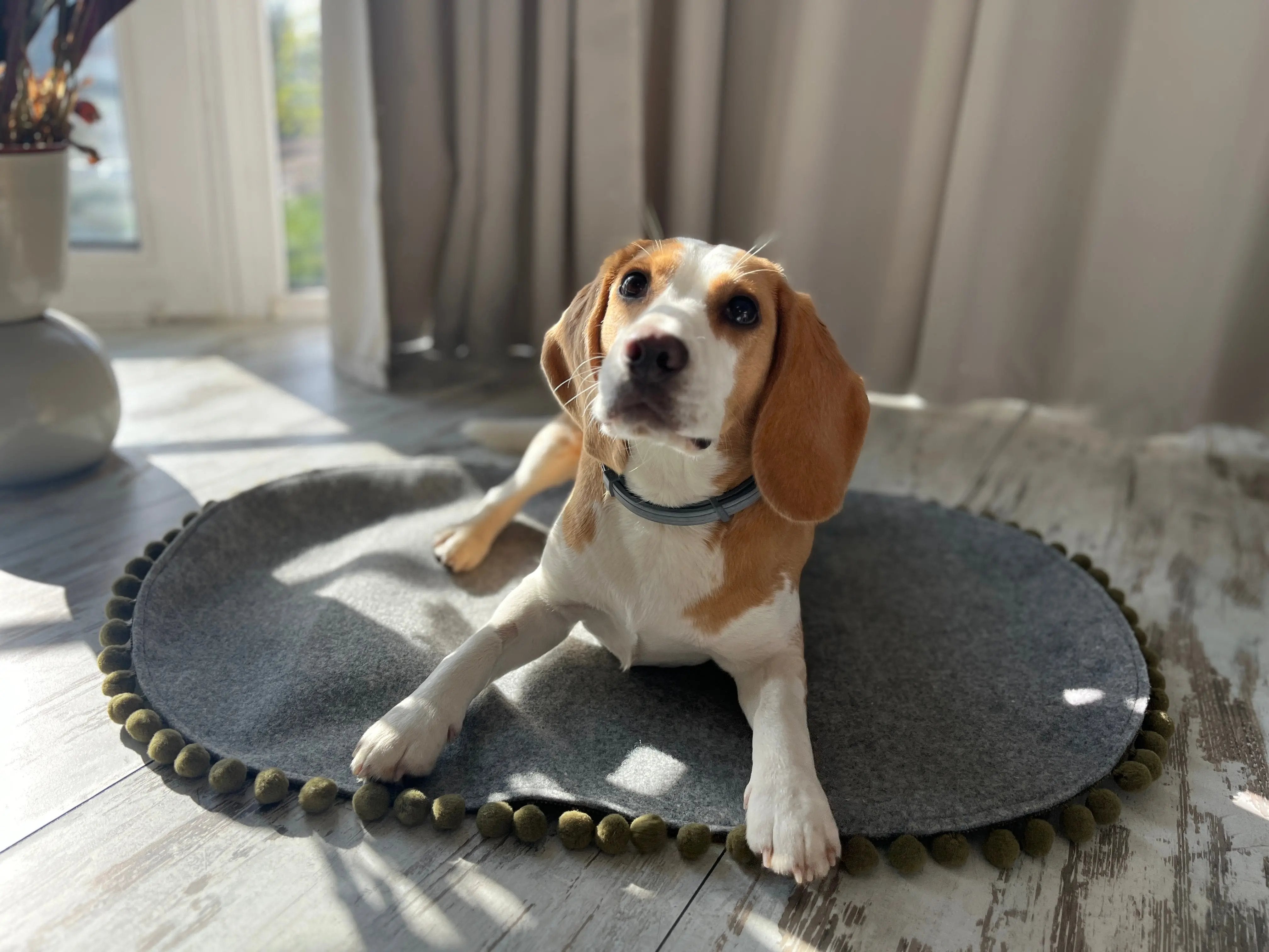 Saveplace® Pet Mat - Various Colors Pom Poms Grey Chaos