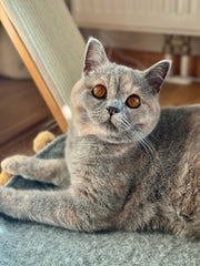 Saveplace® Round Pet Mat -  Various Colors BIG PomPom, 2 Sizes Grey Chaos